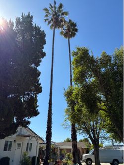 Free palm tree