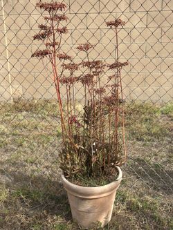 Potted Mother of Thousands Succulent Forest