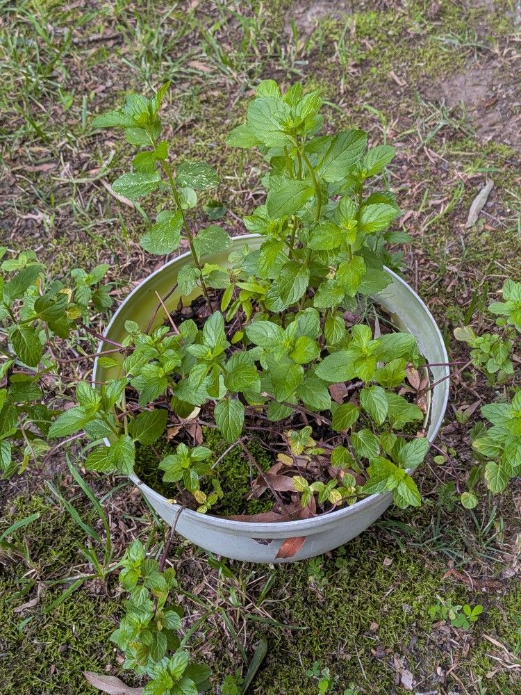 Spearmint Plant