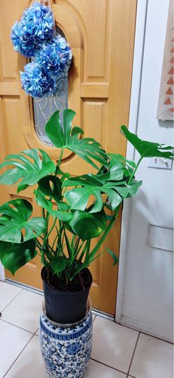 Monstera Deliciosa