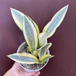 6” sansiveria ghost 