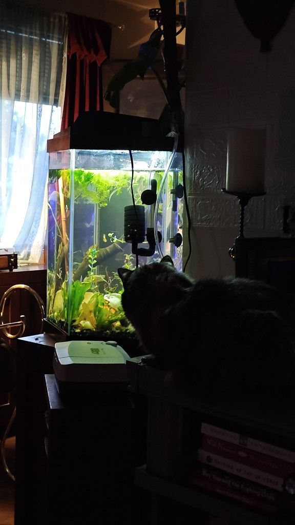 20 Gallon Hexagon Fish Tank