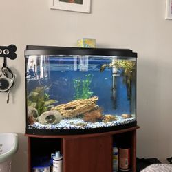 Fish Tank Read Caption