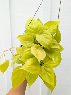 Philodendron Cordatum Neon Plant 6" Pot - Indoor House Plants