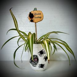 Spider Plant with Halloween Decorated Vase Tap See More for All Info 