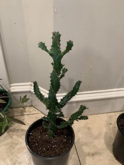 Euphoria Tortilia Plant Spiral 