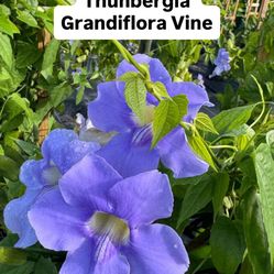 💙 Plant: Thunbergia Grandiflora Vine