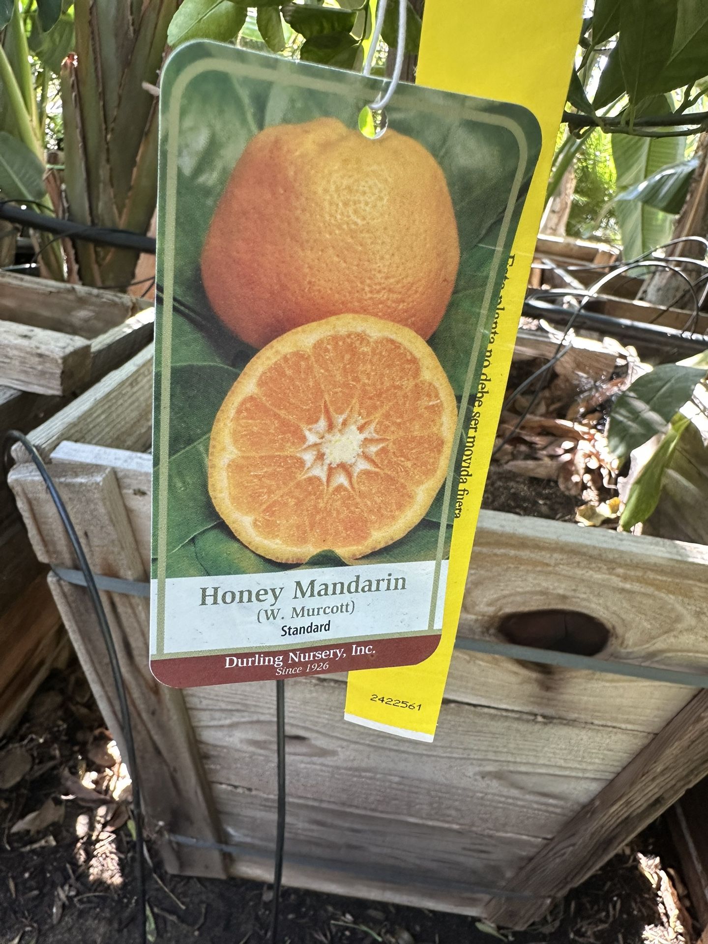Honey Mandarin Tree 15gal