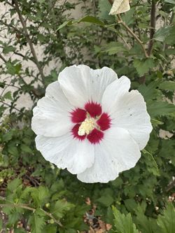Rose Of Sharon Plant