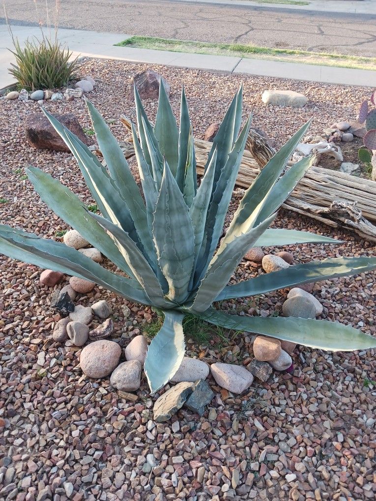 Large Blue Agave