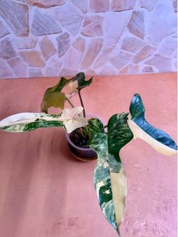 Philodendron FB x Black Billitae Plant - 4inch #1