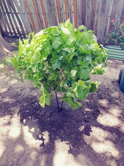 Huge Arrowhead Plant w/stand