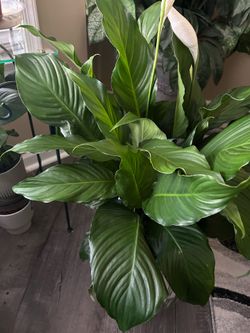 Peace Lilly