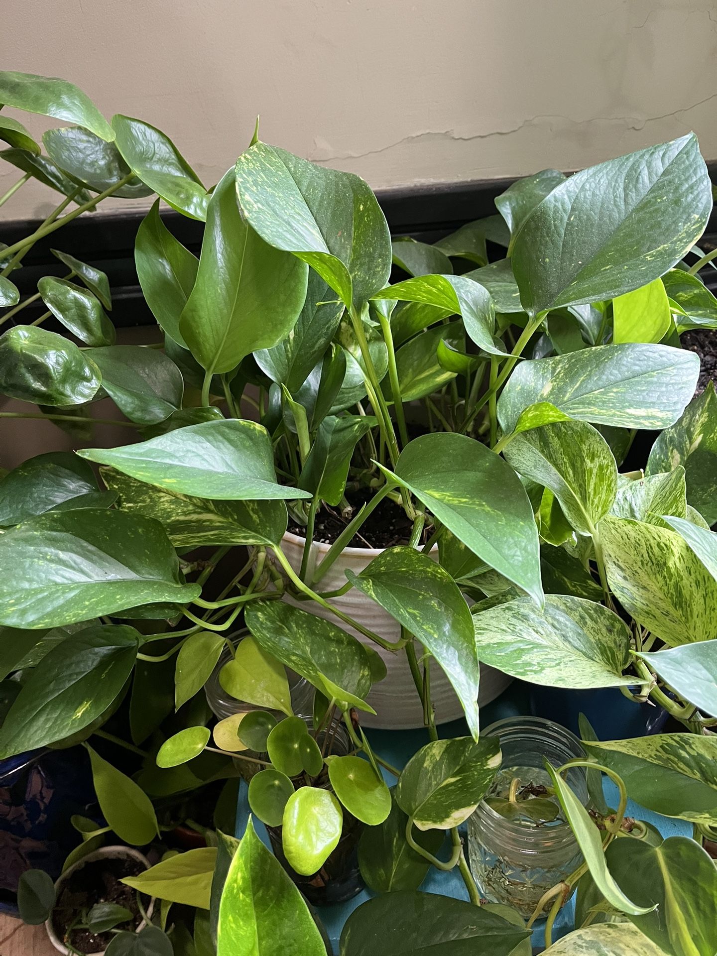 Varias Plantas En Venta , Todas Tienen Diferente Precio .