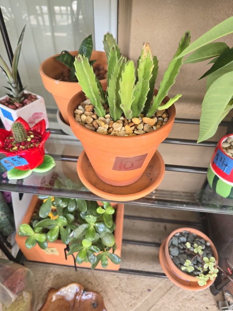 Starfish Sucullllent 6" pot $10.00