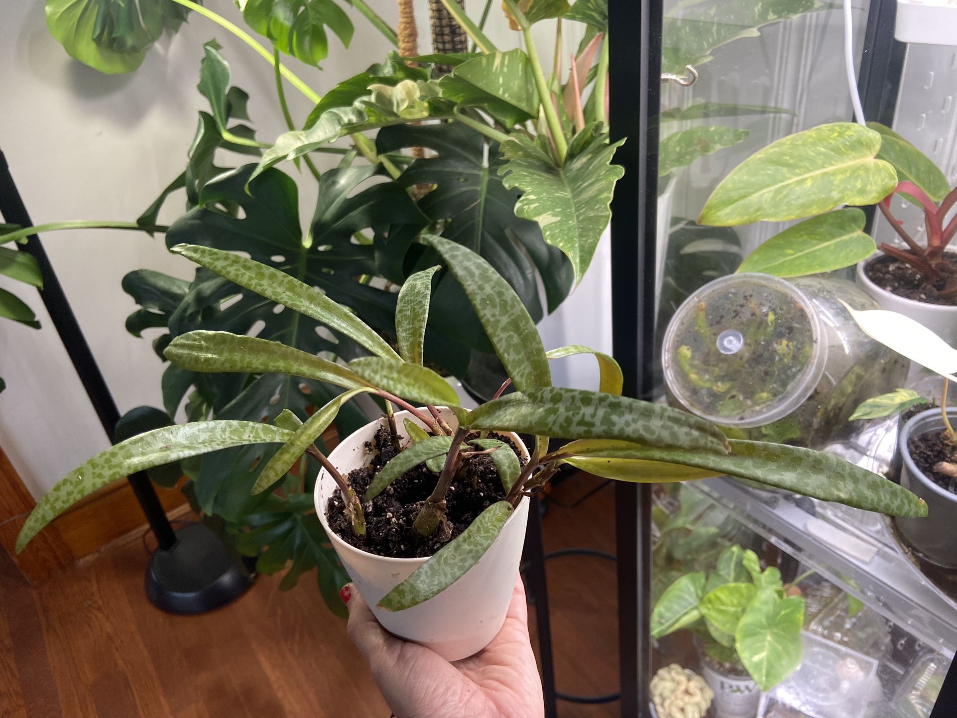 Ledebouria House Plant