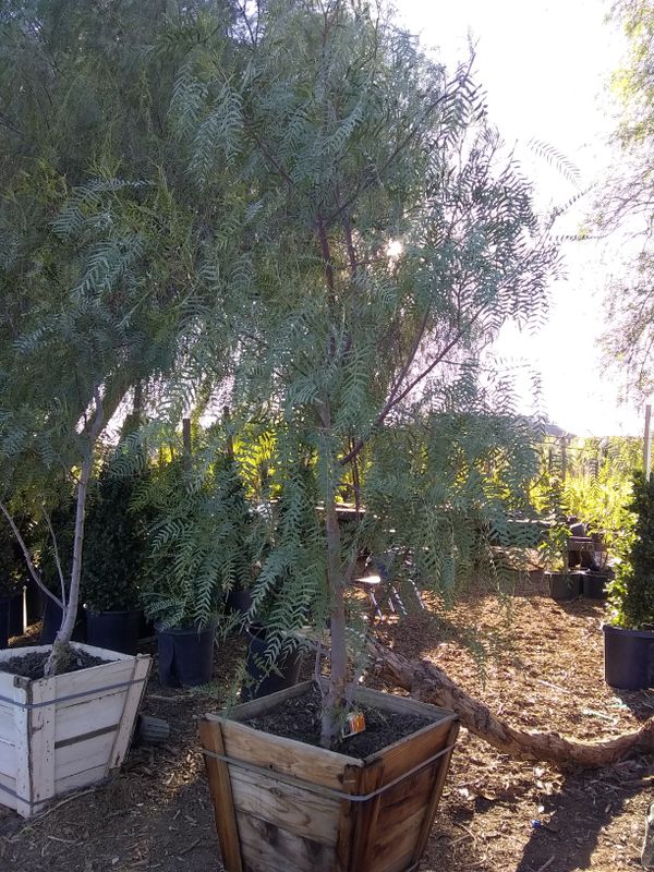 California Pepper trees for Sale in Perris, CA OfferUp