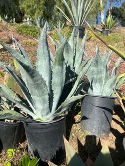 Agave