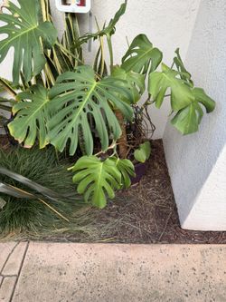Adult Monstera Deliciosa in 12” Glazed Ceramic Pot