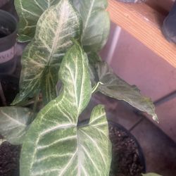 HERMOSAS PLANTAS NATURALES “SYNGONIUM PLANT 