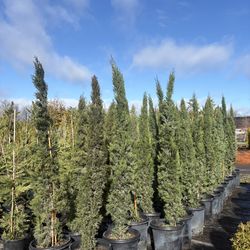 Italian Cypress Trees!!