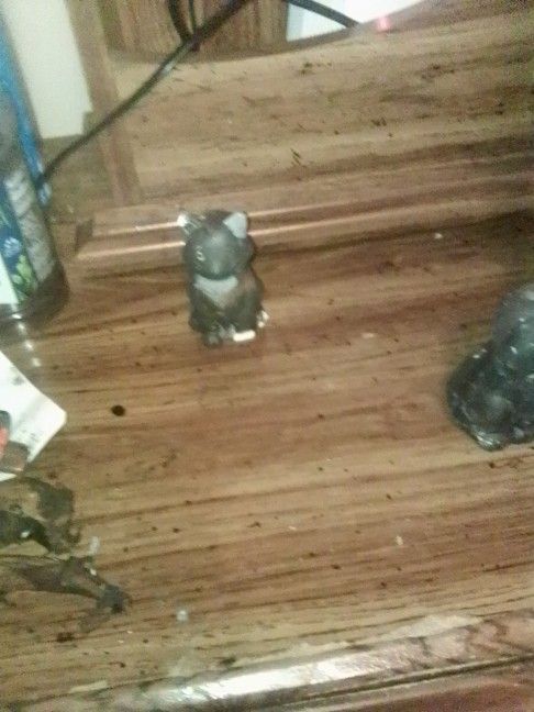 Cat and Dog For Sale For yr small kids