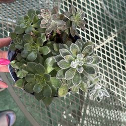 Suculenta
