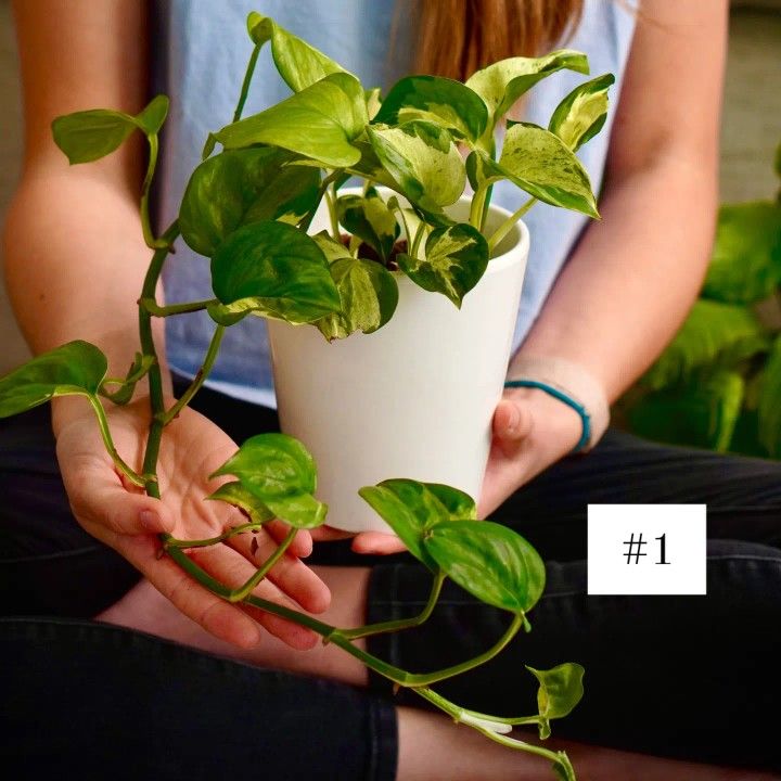 Manjula Pothos #1