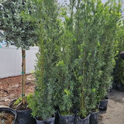 huge Podocarpus About 7 feet tall Instant Privacy Hedge For Fence Green Full 