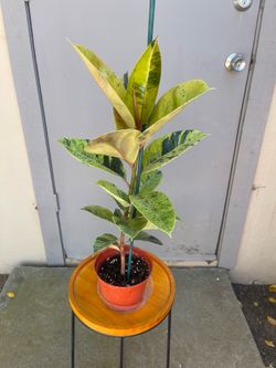 Ficus Elastica Shivereana Moonshine House Plant 6” Pot