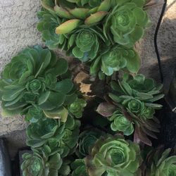 Aeoniums