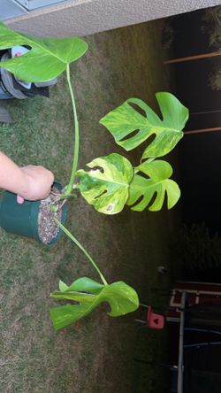 Green on green monstera (highly variegated)