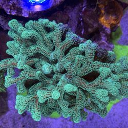 Fake Green Birds Nest Coral