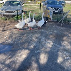 Vendo Gansos Y Ganda De 1 Año Y Medio De Nacidos 