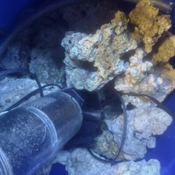 Fish Tank Rock