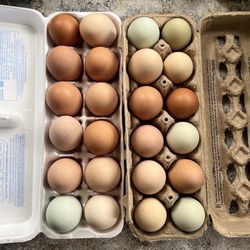 Pasture Raised Eggs 🫶🏽