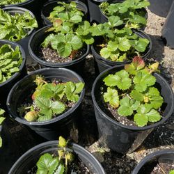 Fresas / Strawberry Plant  🍓 