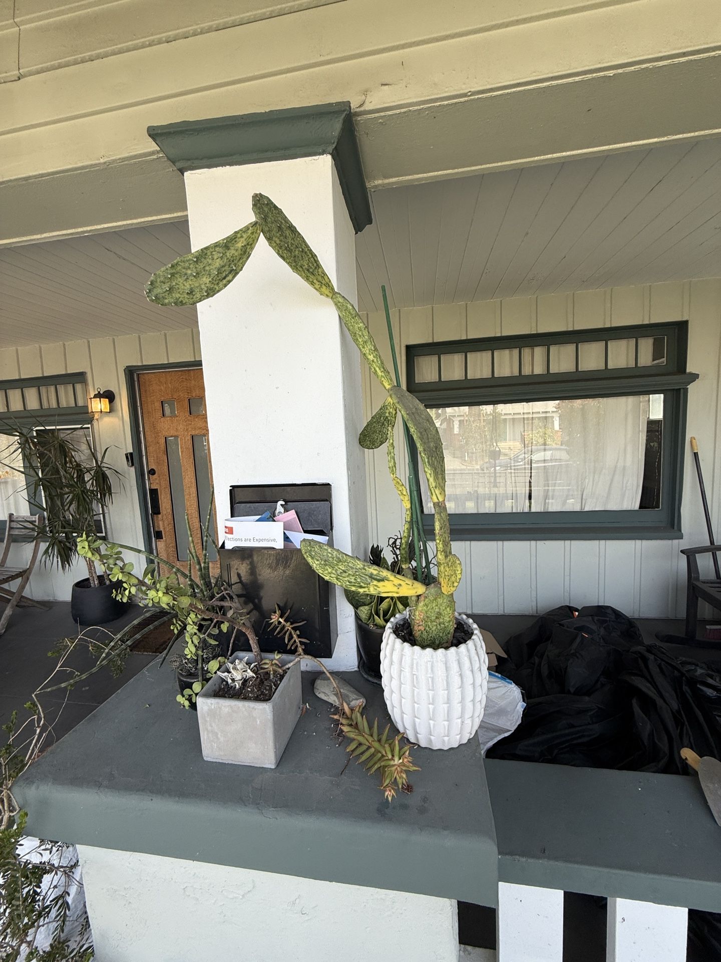 Assorted Succulents w/ pots!