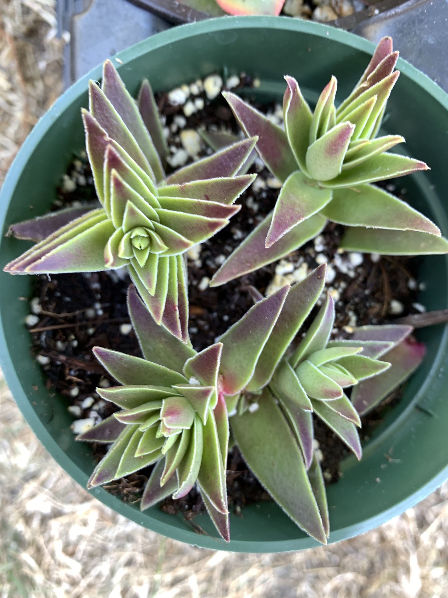 crasula red pagoda succulent