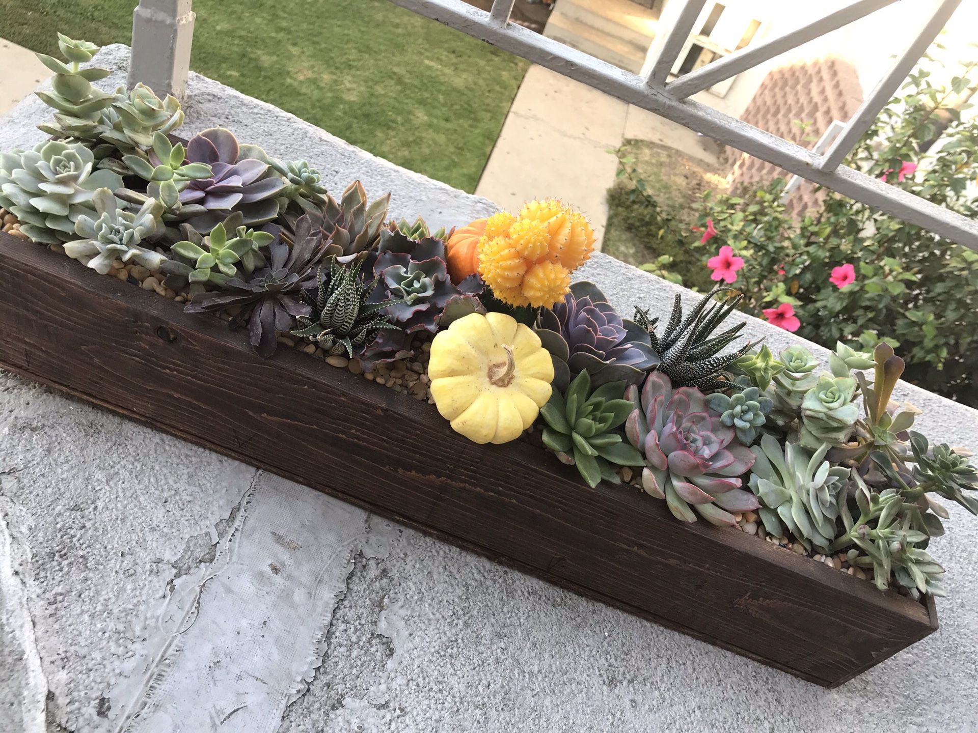 Succulent arrangement for Thanksgiving