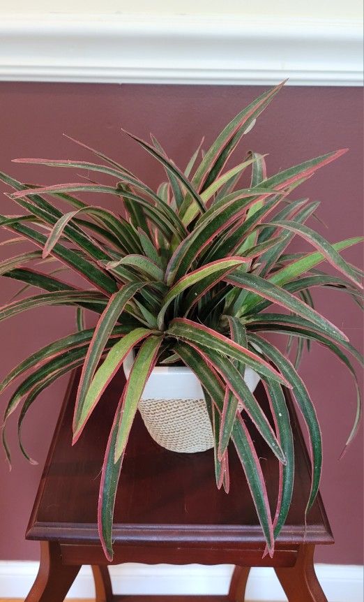 FAKE PLANT IN A DECORATIVE CERAMIC POT 1 FOOT TALL