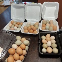 Back Yard  Chicken Eggs