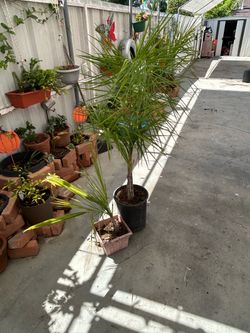 Palm trees