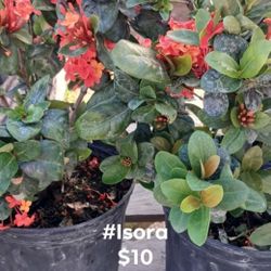 #plants Chinese Ixora