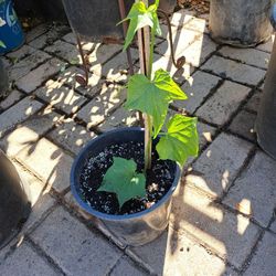 Planta
