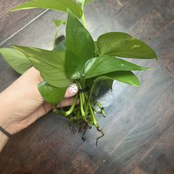 🌿 Rooted Pothos Ivy Clippings