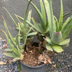 Organic Aloe Vera Leaves