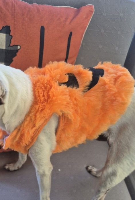 Dog Costume Pumpkin