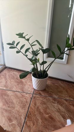 Zz Plant