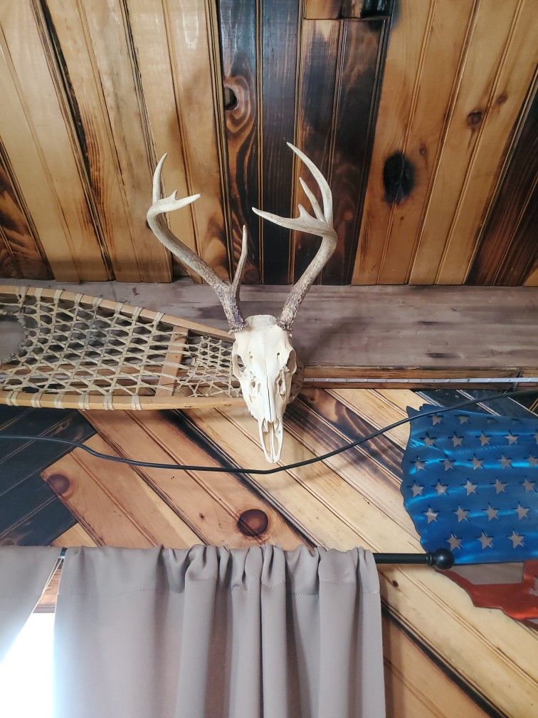 Skull Mount White Tail Deer PA